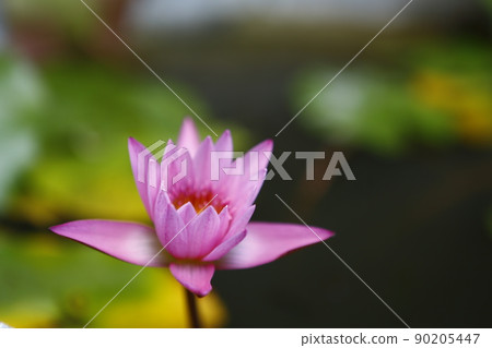 蓮花 蓮花 90205447