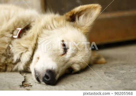 dog dog 90205568