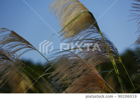 芒草 90206019
