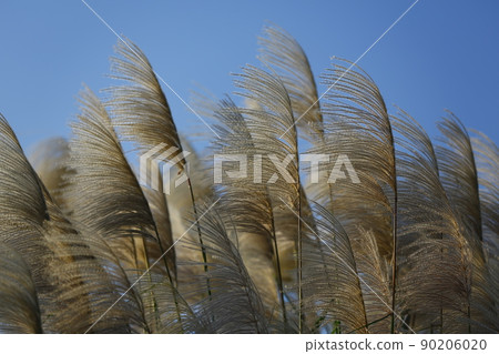 芒草 芒草 90206020