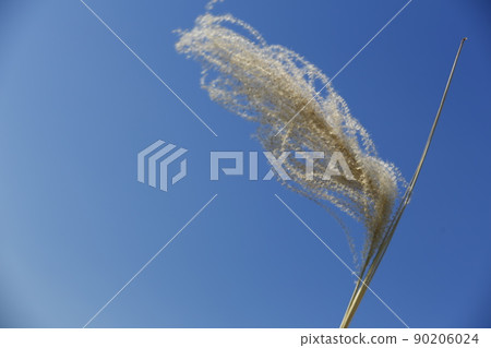 芒草 芒草 90206024