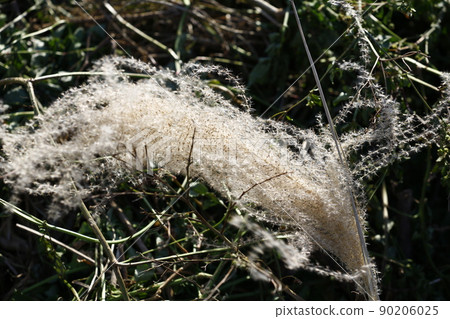 芒草 芒草 90206025