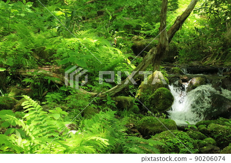 初夏的小山北谷澤溪流 初夏的小山北谷澤溪流 90206074