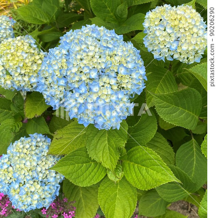 Hydrangea 90206290