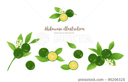 Shikuwasa的插圖/水平佈局具有自然的觸感 Shikuwasa的插圖/水平佈局具有自然的觸感 90206328