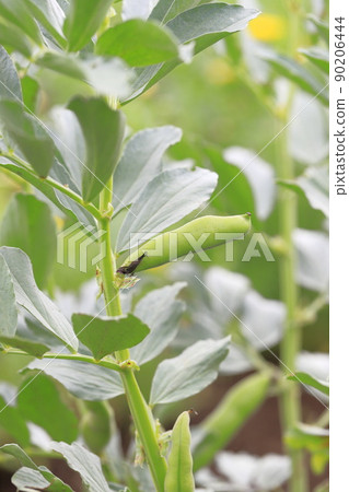 Broad bean fruit that is about to be harvested 90206444