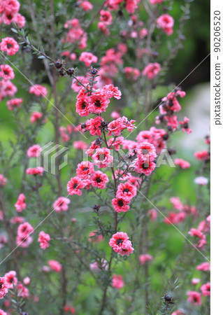 Manuka plum blossoms Manuka plum blossoms 90206520