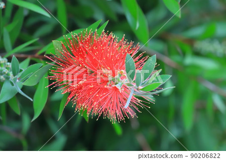 Callistemon speciosus in full bloom 90206822