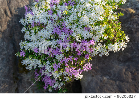 Moss phlox  90206827
