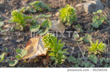 野草蜂王芽 野草蜂王芽 90206836