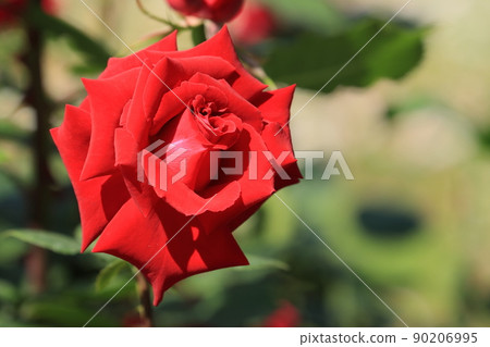 Red rose rose flower rose rose 90206995