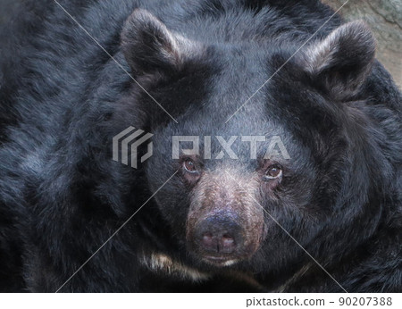 Asian black bear bear bear Asian black bear bear bear 90207388