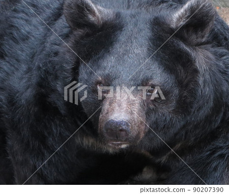 Asian black bear bear bear 90207390