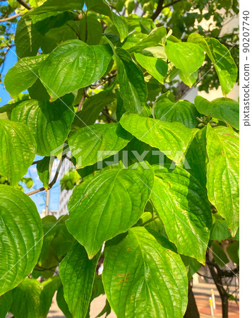 Dogwood leaves growing in Takashimadaira Green Park, Itabashi, Tokyo 90207740