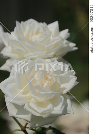白玫瑰玫瑰花玫瑰玫瑰 白玫瑰玫瑰花玫瑰玫瑰 90207813