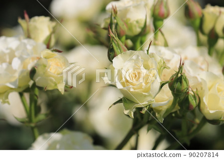 白玫瑰玫瑰花玫瑰玫瑰 白玫瑰玫瑰花玫瑰玫瑰 90207814