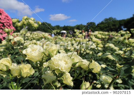 White rose rose flower rose rose 90207815