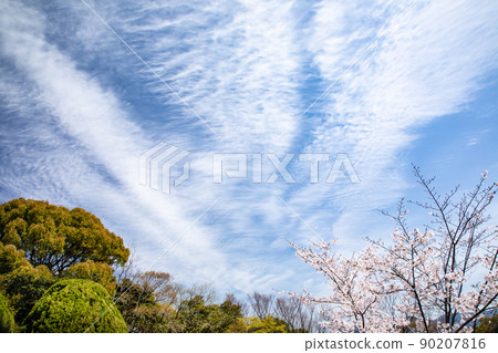 這是以櫻花聞名的地方Hijiyama公園的風景。這是一朵盛開的櫻花,形狀像藍天和雲彩。請提供明亮的圖像。廣島 這是以櫻花聞名的地方Hijiyama公園的風景。這是一朵盛開的櫻花,形狀像藍天和雲彩。請提供明亮的圖像。廣島 90207816
