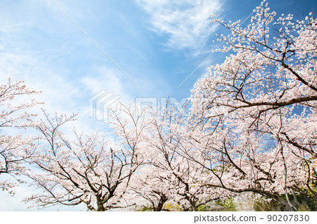 It is the scenery of Hijiyama Park, which is a famous place for cherry blossoms. It is a cherry blossom in full bloom in the clear sky. Please for a bright image. Hiroshima 90207830