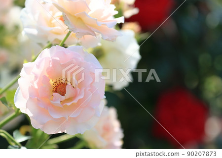Pink rose rose flower rose rose pink 90207873