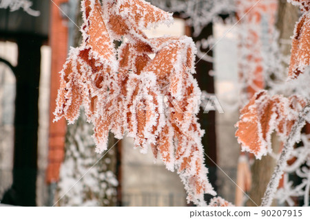 Autumn oak brown leaves in the snow. Autumn oak brown leaves in the snow. 90207915