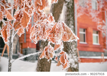 Autumn oak brown leaves in the snow. Autumn oak brown leaves in the snow. 90207916