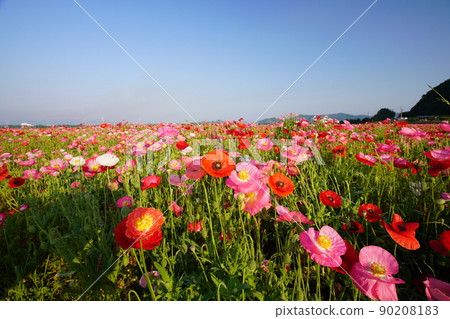 Poppy 5968 90208183