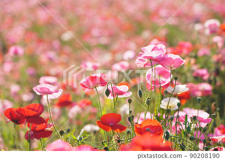 罌粟 5998 90208190