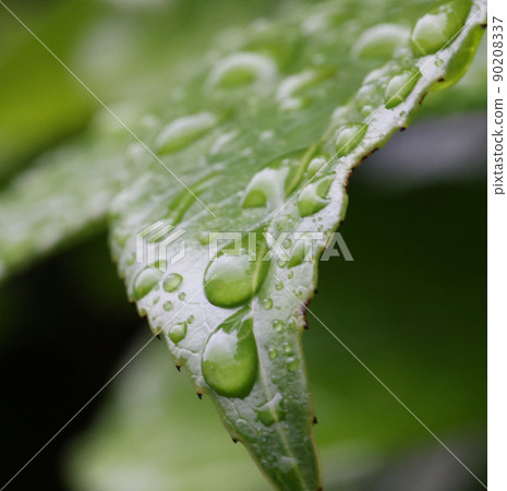 Water droplets on leaves 90208337