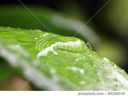 葉子上的水滴 葉子上的水滴 90208339