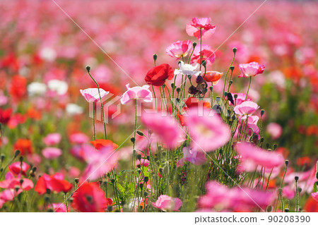 Poppy 6207 Poppy 6207 90208390