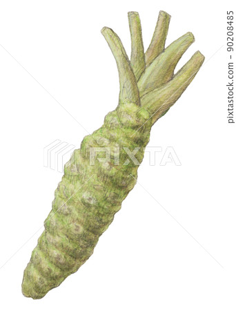 Wasabi watercolor pencil illustration background transparent 90208485