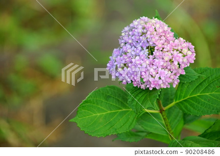 Pink Hydrangea flower 90208486