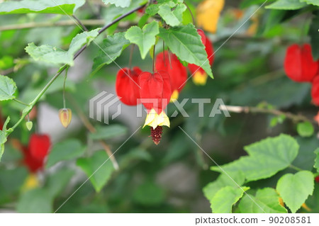 Cute Tyrolean Lamp Flower Cute Tyrolean Lamp Flower 90208581