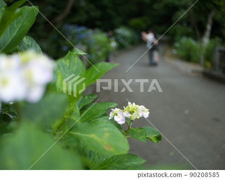 The sidewalk of Amida Temple and the hydrangea and people in front of the bokeh 90208585