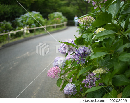 五顏六色的繡球花和人行道 90208939