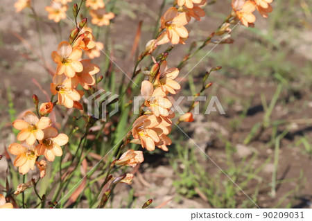 Tritonia orange flowers blooming in Japanese parks in spring Tritonia orange flowers blooming in Japanese parks in spring 90209031