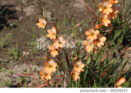 Tritonia orange flowers blooming in Japanese parks in spring Tritonia orange flowers blooming in Japanese parks in spring 90209035