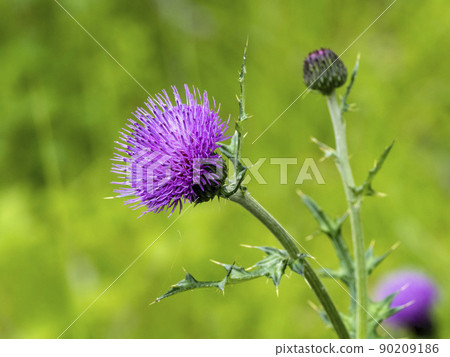 No Scenic Flower 90209186