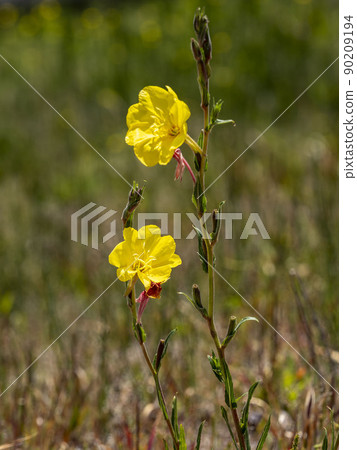 Matsuyoshiyushi黃色花 Matsuyoshiyushi黃色花 90209194