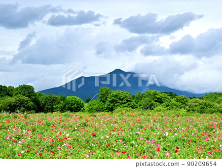 Poppies and Mt. Tsukuba 90209654
