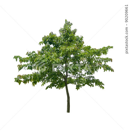 isolated tree on a white background,clipping paihs. 90209661