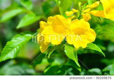 Trumpet vine, Yellow, Yellow bell or Yellow elder Trumpet vine, Yellow, Yellow bell or Yellow elder 90209679