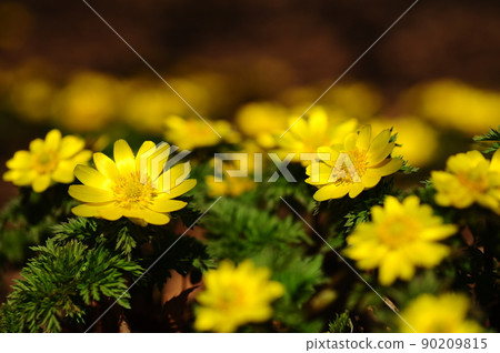 Yellow Boots ⑮ Yellow Boots ⑮ 90209815