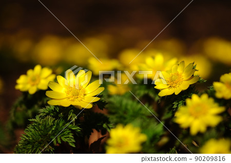 Yellow Boots ⑯ 90209816