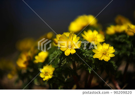 Yellow Boots ⑱ Yellow Boots ⑱ 90209820