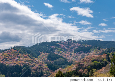[奈良吉野郡] 吉野山上的櫻花 90210134