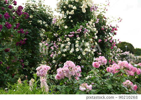 可以看到橫濱·港口的山公園 90210268