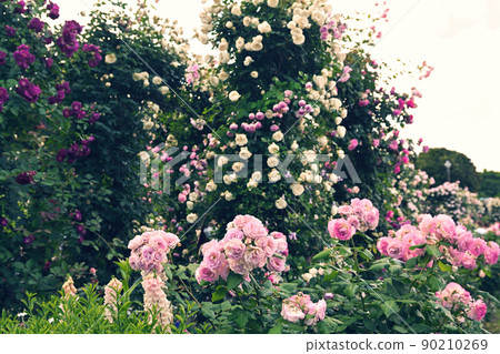 可以看到橫濱·港口的山公園 90210269