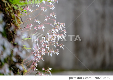 虎耳草 90210489